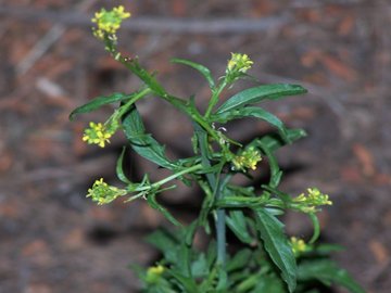 Sisymbrium officinale